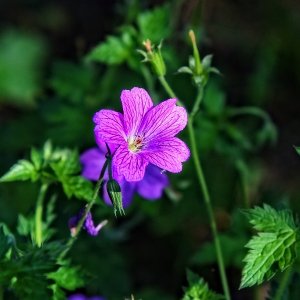 Pakosť - Geranium ´Johnson’s Blue´, kont.P9